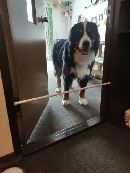 为了防止伯恩山犬进屋捣蛋，主人想了这个办法……
