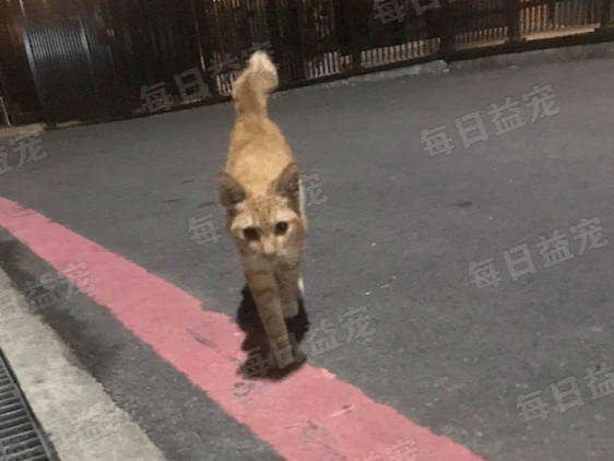 流浪猫惨遭虐待，尾巴折断像“闪电”，3天尝遍世间冷暖！