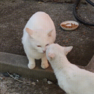 为了仅剩的小猫不再流浪，猫妈妈把它送给人类，自己选择继续流浪