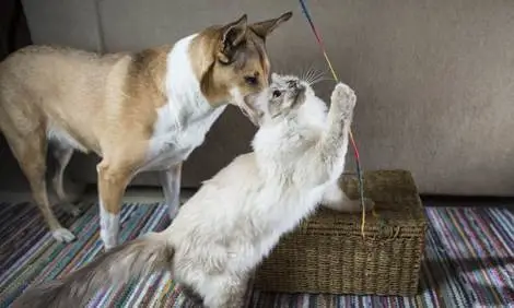 猫VS狗，谁的寿命更长？