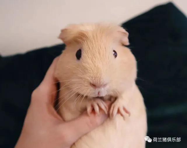 荷兰猪和兔子能一起混养吗？猪友互动第152期