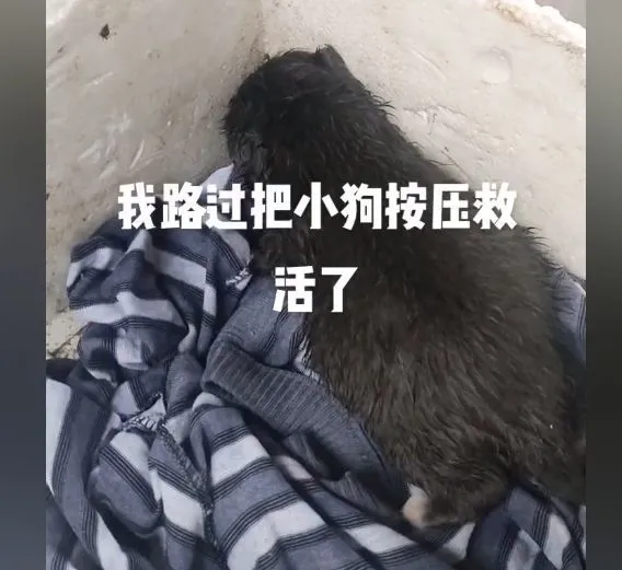 母犬叼着溺水幼崽求助路人，热心男子按压相救：当妈妈的不容易