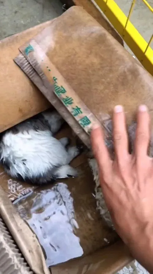 暴雨后门口多出了个纸箱，男子打开后愣住了：谁放门口的小奶狗？