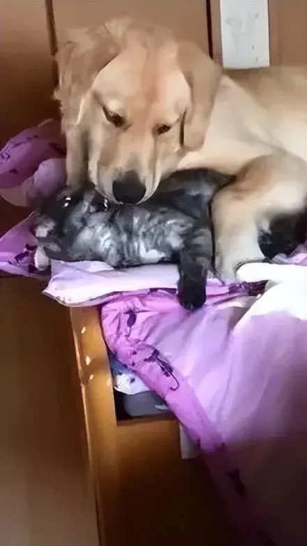 网友家的黑猫很凶，可遇到金毛之后，却完全变了