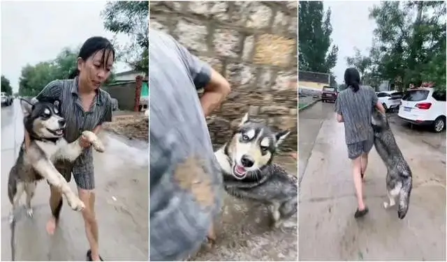 哈士奇越狱，女主人打伞狂追！网友爆笑：拖鞋见证速度，面膜变泥膜？