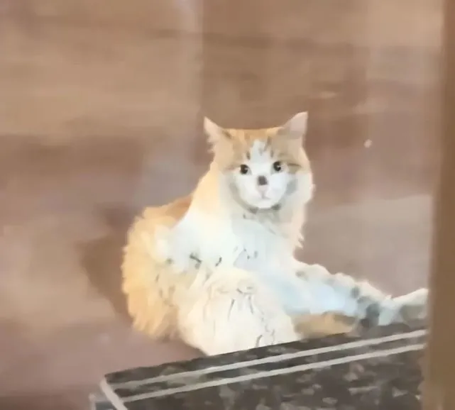 流浪猫被人收养后，颜值蹭蹭蹭涨：有人疼爱后真的不一样