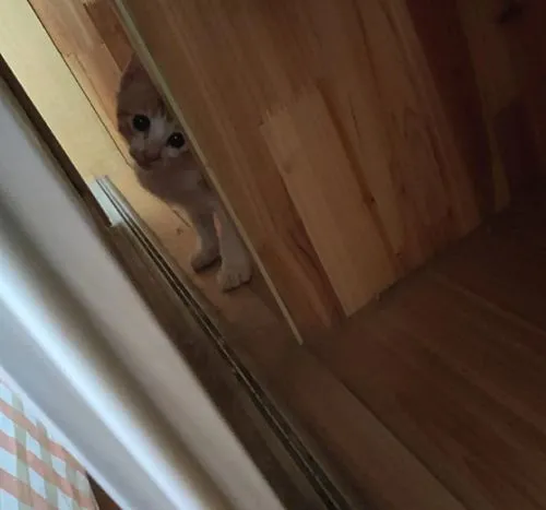 猫咪看电视见有车驶过，后退2步乖乖让路：还挺有社会经验的呢
