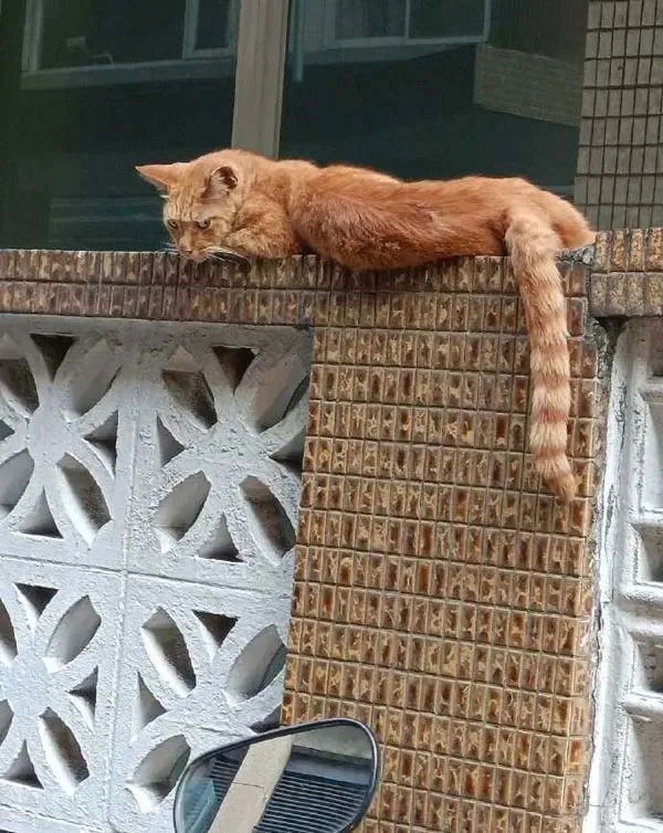 牵车时，不小心吵到了在睡觉的橘猫，它的眼神让人好怕怕！