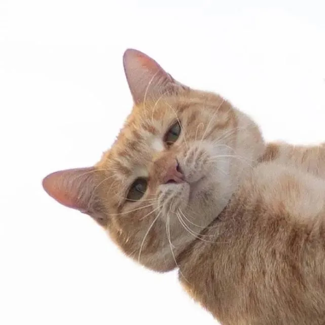 猫明明意识不想要，身体却下意识的去玩了