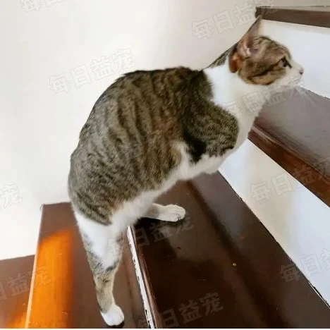流浪猫不幸触电，被路人救下却痛失双腿，苦练5年只为活得更好