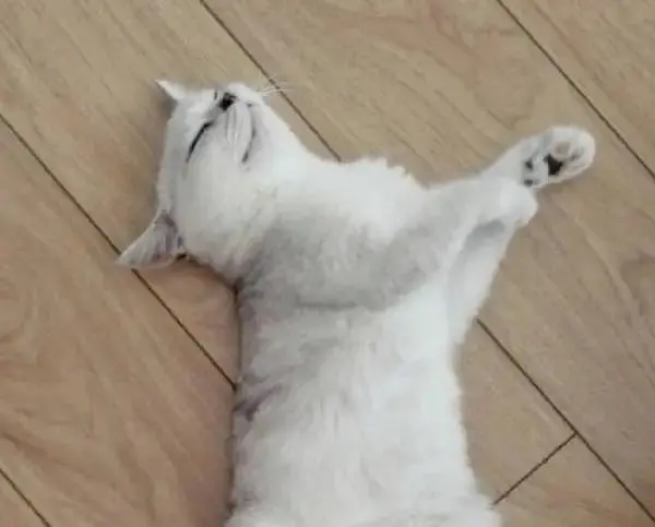 借朋友的猫“配猫”，他要我800块钱外加1只猫，该给吗？