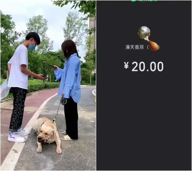 拉布拉多强抢路人鸡腿，吃货属性暴露无遗，结果女主人赔钱又道歉？