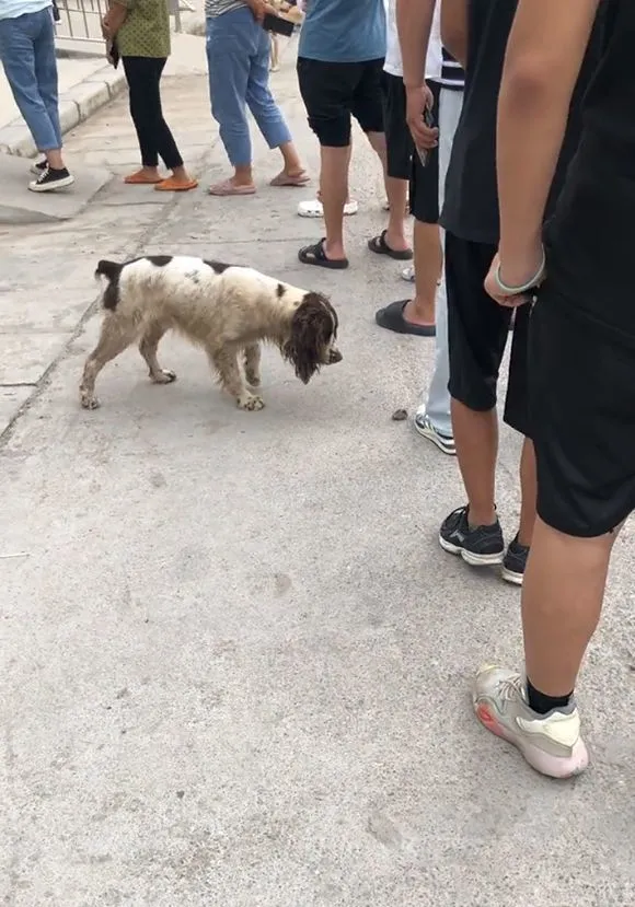 核酸队伍旁的狗狗，叼着石子求人陪玩，大家心酸之时突然结局反转
