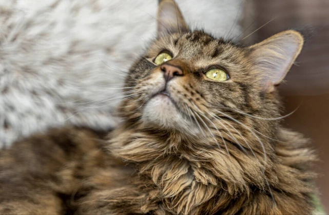 缅因猫，一个特别的猫咪品种，你了解多少？