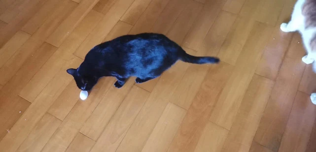 流浪过的猫咪啊……一个左边一个右边……但是挡不住的帅气，田园猫黑猫