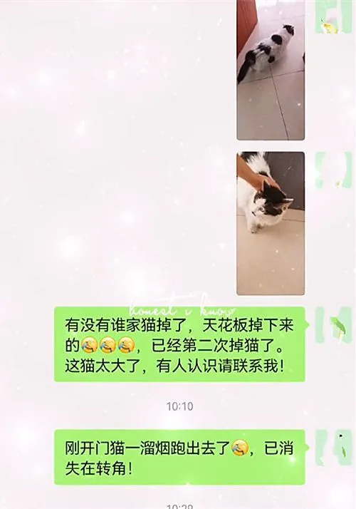 厨房里传来一声巨响，小伙查看后发现天花板塌了：怎么又长猫了？
