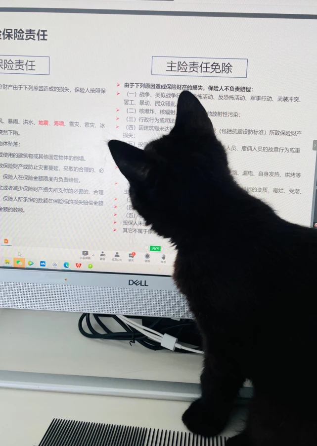 “不就是猫吗，再养一只就行了”……真不是这么回事