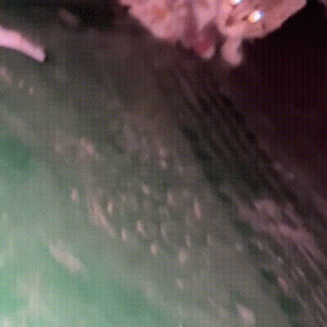 绑在母猫脖子上的4只小猫，被救下送回妈妈身边后，还是回了喵星
