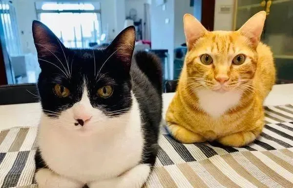 橘猫穿上塑胶袋，露出自信的神情秀造型，让人看了满头问号！