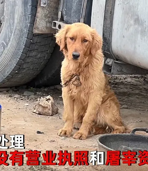 女子发现不明“屠宰场”，花12600元买下14只狗狗：都是些宠物狗