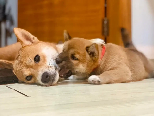 做这几件事，在柴犬看来，等于在“挑衅”它！