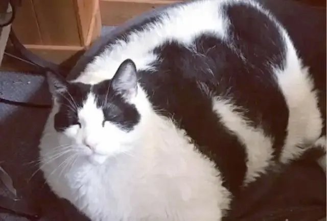 “我家的奶牛猫吃到了18斤，还有救吗？”