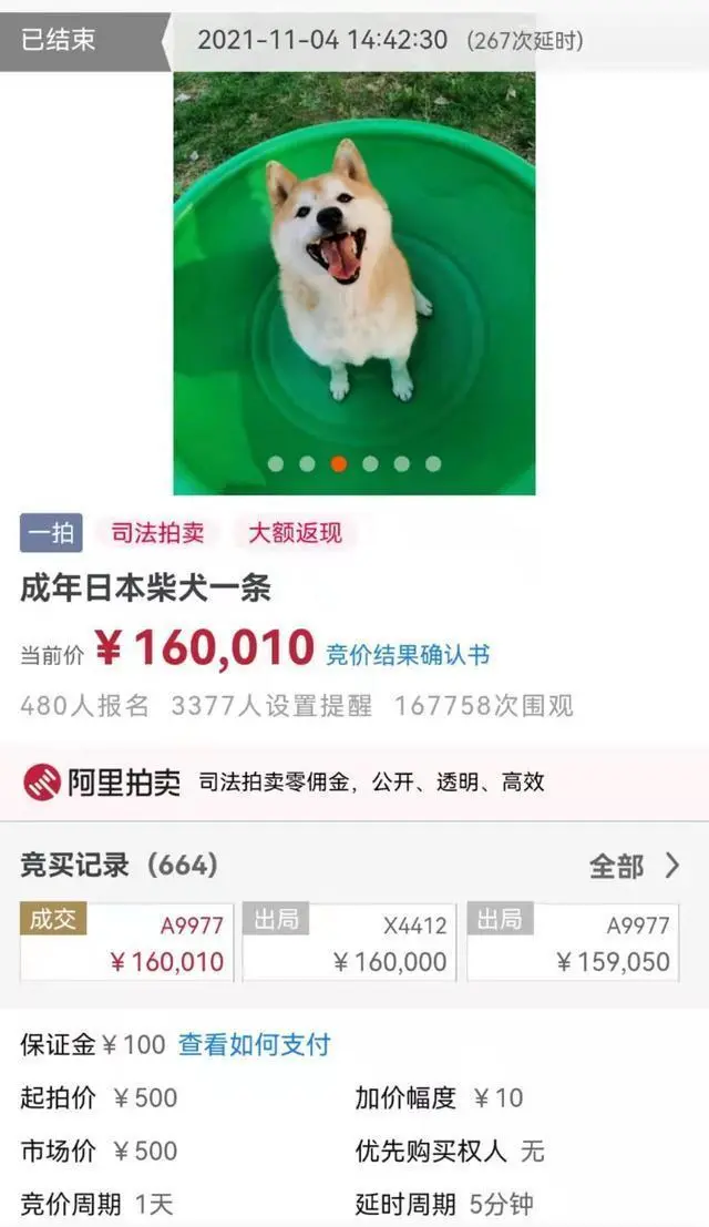 10万人围观！男子欠债未还，12只猫被法拍，一只猫拍价连翻近三倍