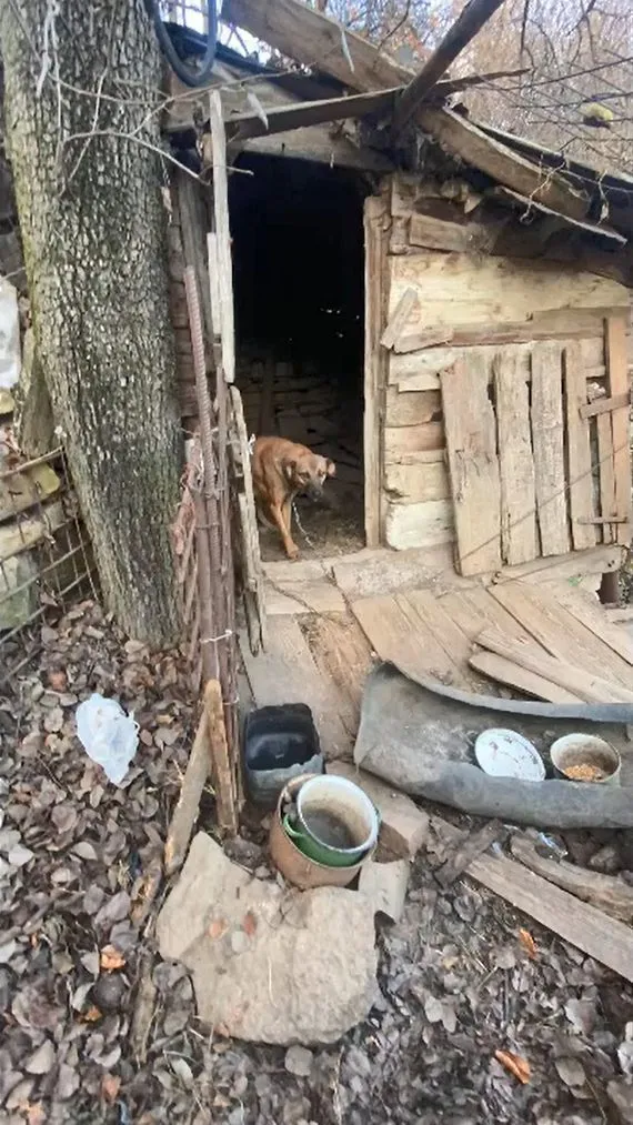 怀孕的4岁母狗，一生都被拴在后院，老奶奶：求求你帮忙照顾狗狗