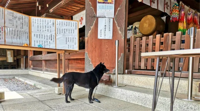 日本饲主家里养了一只甲斐犬，邻居：还以为是狗熊呢