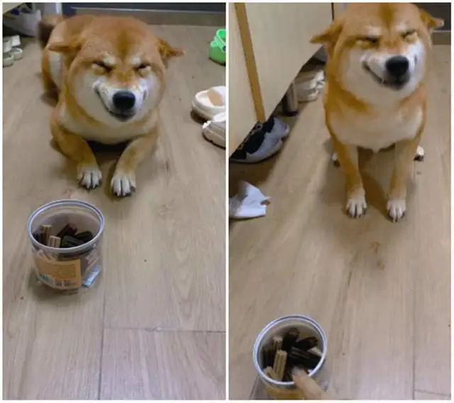 柴犬偷吃零食还露出猥琐的笑容，这是我见过笑得最不正经的狗狗了？