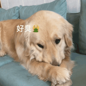 天哪！我的麻麻竟然在我面前吃“屎”？金毛：滂凑！熏死狗了