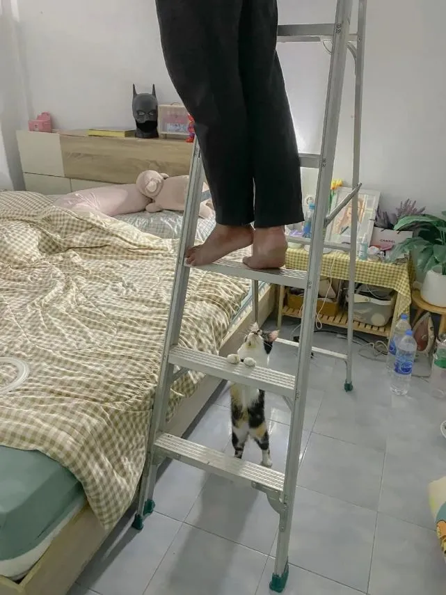 网友修灯泡，家里的热心小猫帮忙扶梯子…