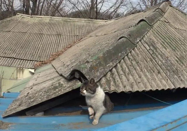 流浪猫踩中陷阱，却依然将女孩当好朋友，三年陪伴温暖了女孩一生