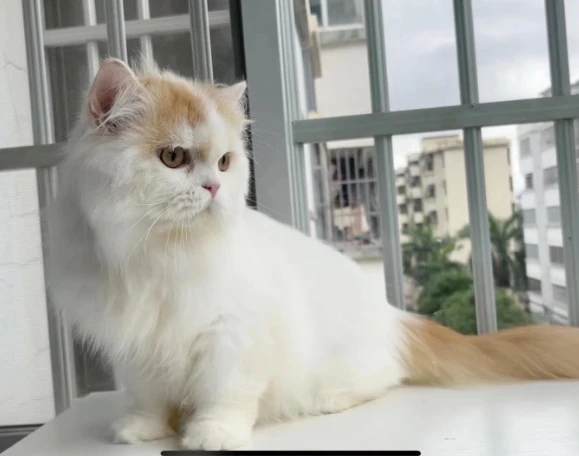 猫21测评：素力高猫粮品质怎么样？素力高猫粮猫咪肠胃适应吗？