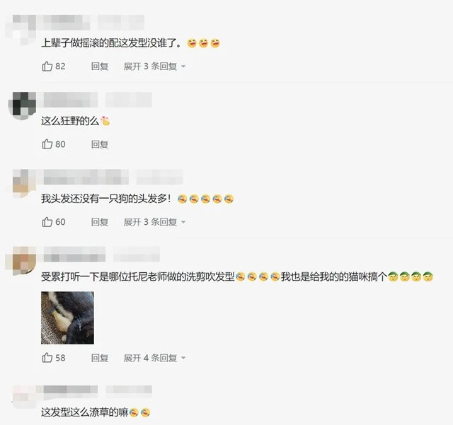 男子从西藏捡回一只“摇滚狗狗”，网友：看发型就知道是玩摇滚的