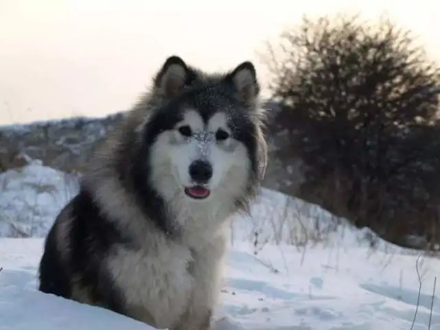 阿拉斯加犬拖行桌子一公里，骑电动车才追上！网友：没雪影响了发挥
