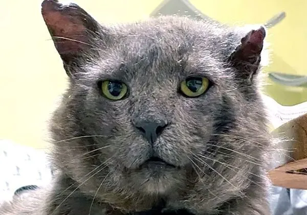 无人领养的流浪猫霸，用眼神打动了女子，结果到家竟成软萌小可爱