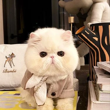 饲养加菲猫的“六要”，你做到了几个？快来自查