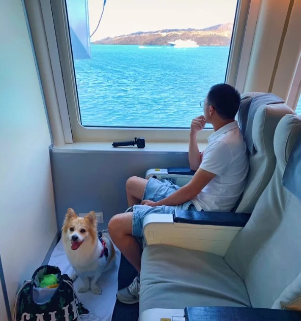 流浪的中华田园犬被收养人带去了国外，结果超受欢迎！