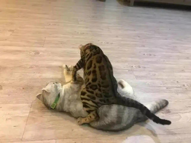 大猫总被二胎猫按着揍，莫非穿豹纹的都不好惹？