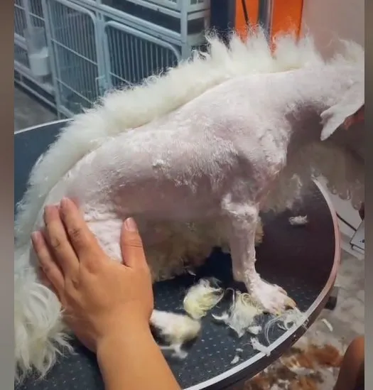 主人送狗美容提出要求，宠物店老板查看进度后懵了：摊上事了呀