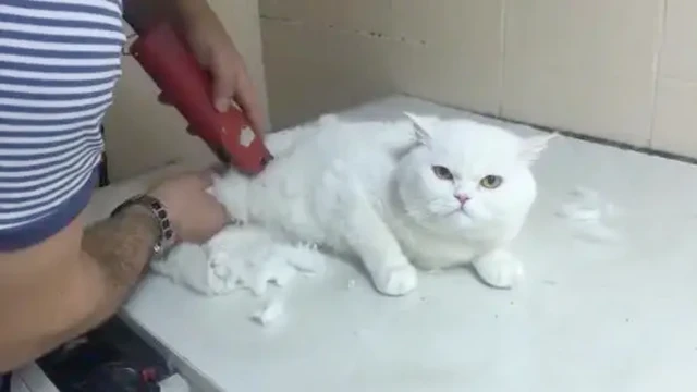 把猫咪剃光，猫咪就不会掉毛了？请给猫咪留点自尊吧