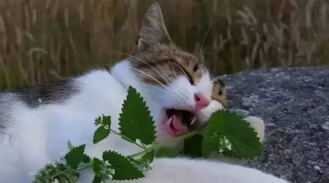 让猫咪痴迷的猫薄荷，对猫咪有害么？
