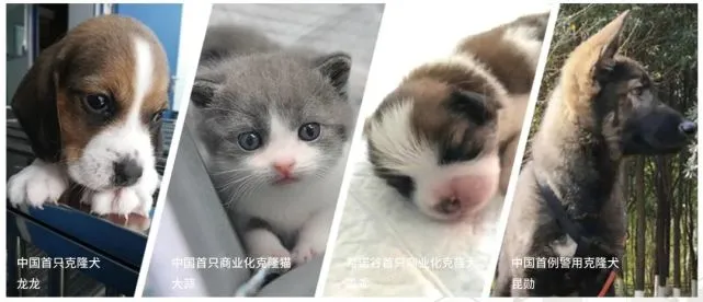 宠物克隆生意经：降到8.8万“做促销”，难以规模化后有企业开始“退赛”