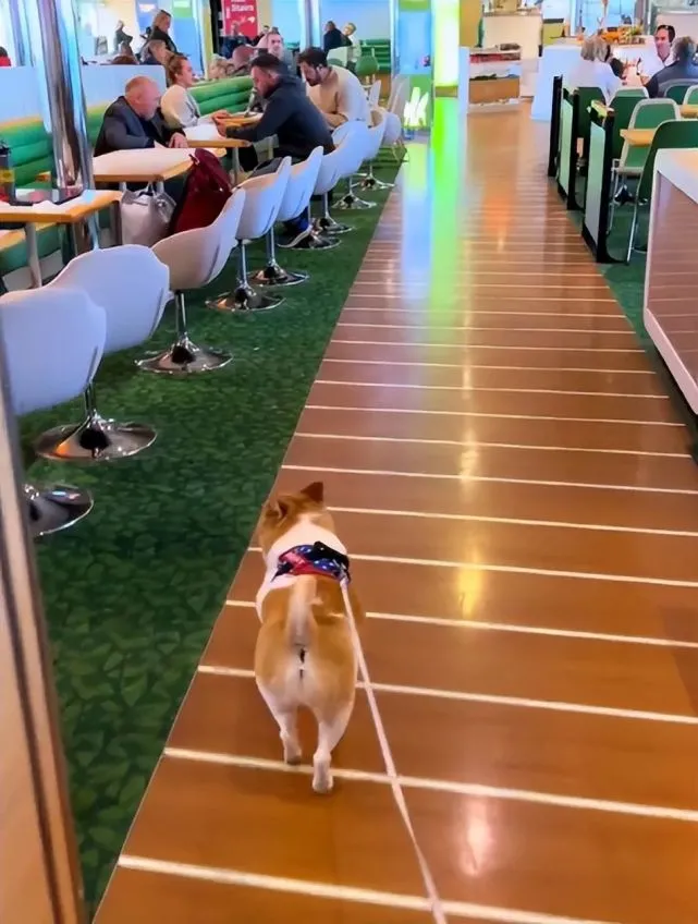 狗狗玩投币机仅靠最后一枚硬币替主人翻盘，狂赚几千块