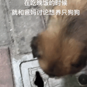 路上遇见1只流浪小可爱，女孩忍不住将其带回家：成为正式的家人