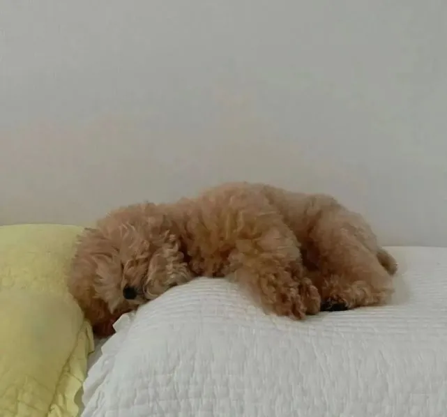 网友家的贵宾睡觉前还好好的，可一觉醒来……哈哈哈哈