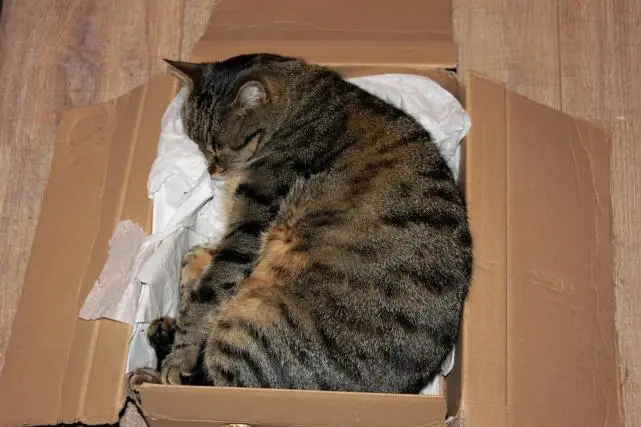 猫咪为什么都钟爱于纸盒子？
