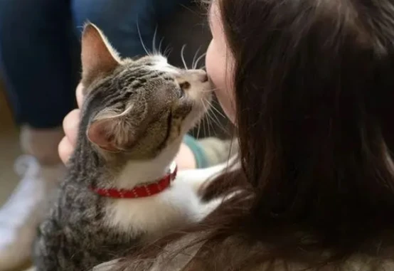 猫咪不仅看得懂人在哭，还会来安慰你，真是暖心小可爱！