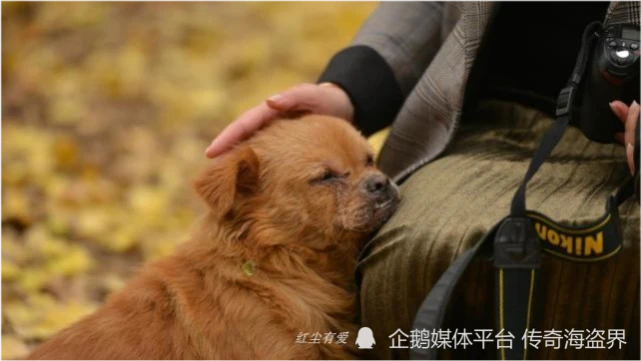 主人对狗子的关爱是真心的，狗子对你是否也是真爱，如何知道呢